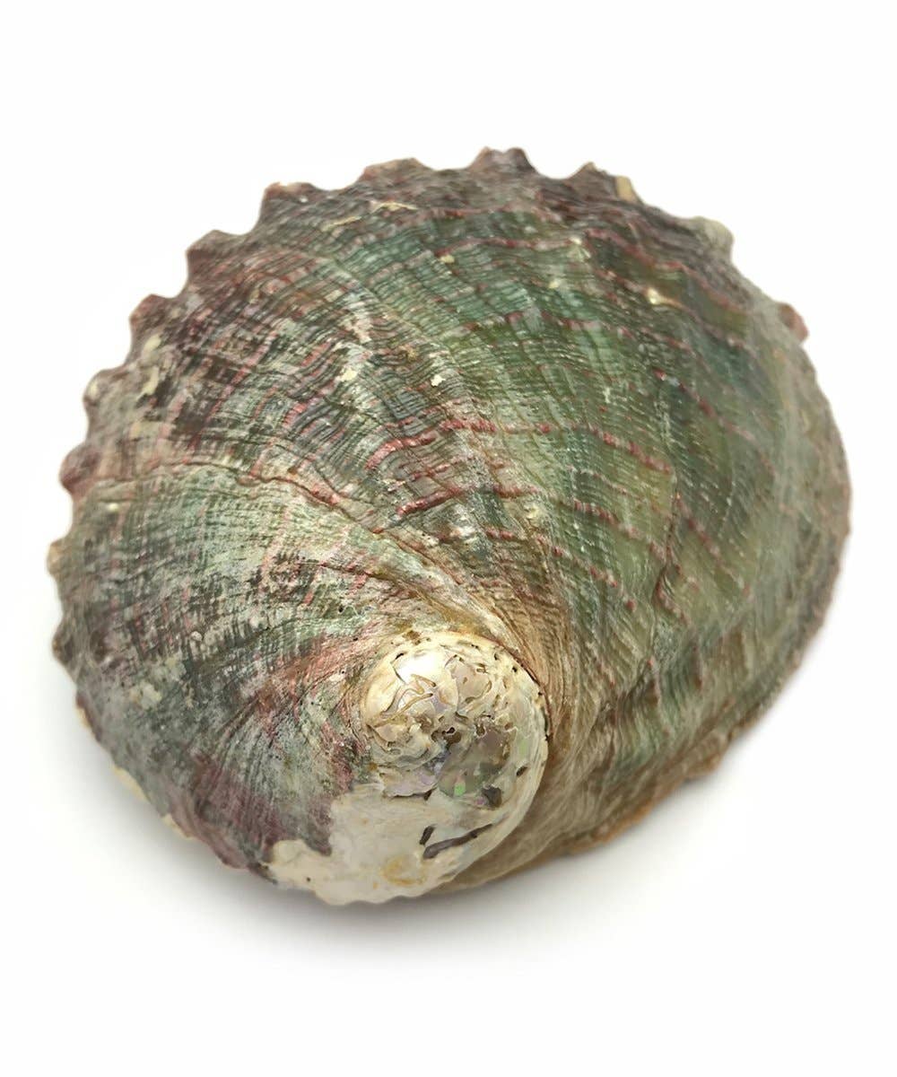 The Deva Shop - Wholesale Smudge Plate - Abalone Shell for Smudging- 2 Sizes to Choose From2