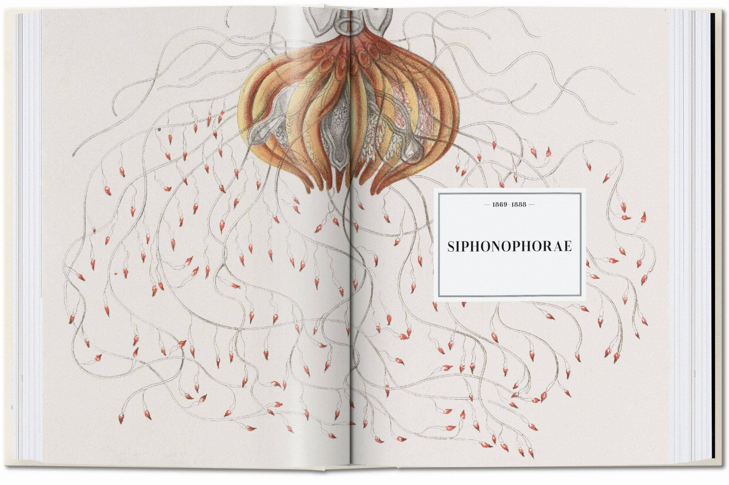 TASCHEN Europe - Vendita all'ingrosso Catalogo - Ernst Haeckel. Arte e Scienza. 40ª Ed. (Tedesco)2