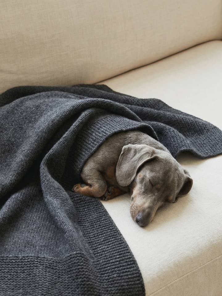 COUVERTURE POUR CHIEN EN CACHEMIRE ANTHRACITE pour la vente par bobbin & tricot