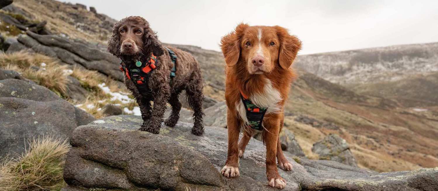 Long Paws - Vente Harnais – chien - Respectueux de la Terre - Ensemble Harnais et Laisse Trig Point6