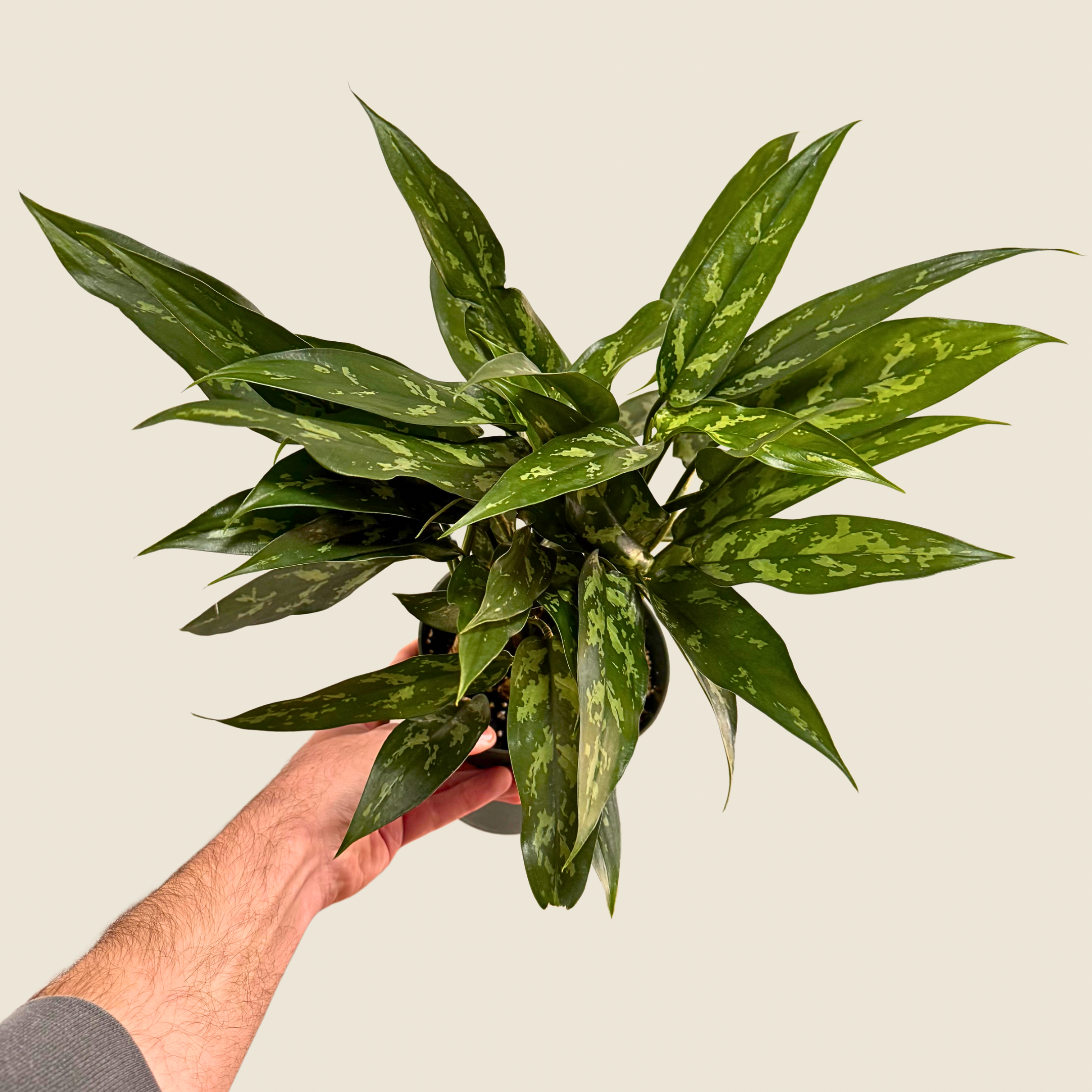 The Greenhouse Wholesale - Wholesale Live Plant - 6" Aglaonema Maryann0