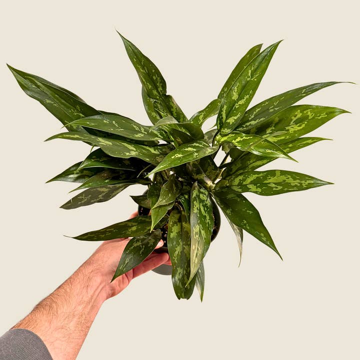 6" Aglaonema Maryann for wholesale by The Greenhouse Wholesale