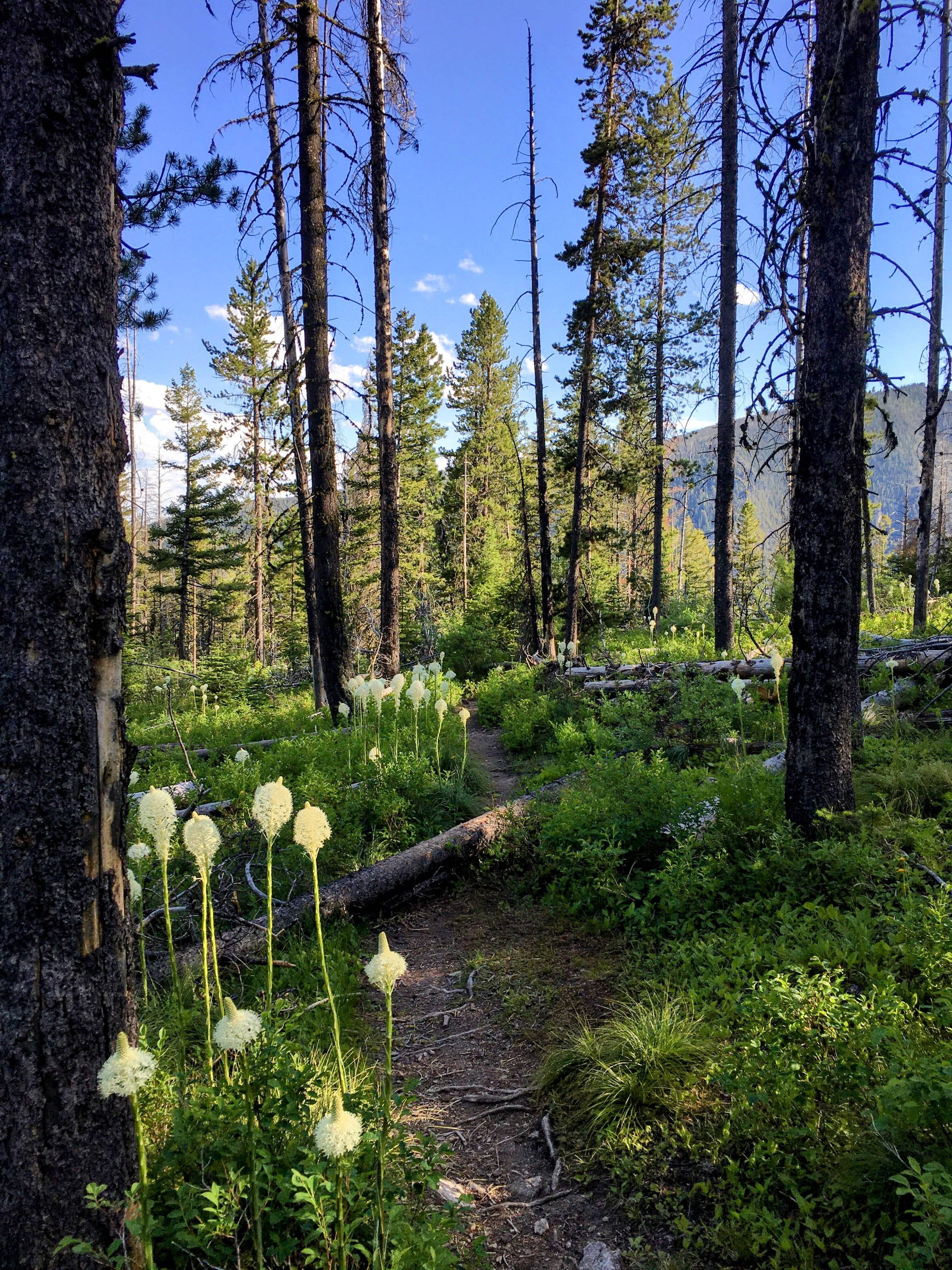 Pine and Sage Candles – Velas de viagem por atacado – Trilho da Montanha - Lata de Vela Preta Fosca de 6 oz5