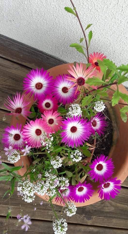 Les cartes de Lulu - Vente Carte pour la fête des Mères - Carte à planter ensemencée "Bonne fête Mamie"1