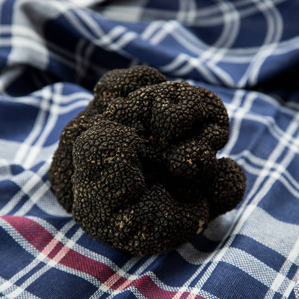 Selektia Tartufi - Wholesale Salsa - Zomertruffel (Tuber Aestivum Vitt.)1