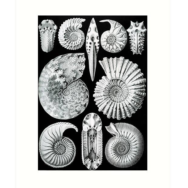 Haeckel 44 | Blank Greeting Card for wholesale by Lucca Paperworks