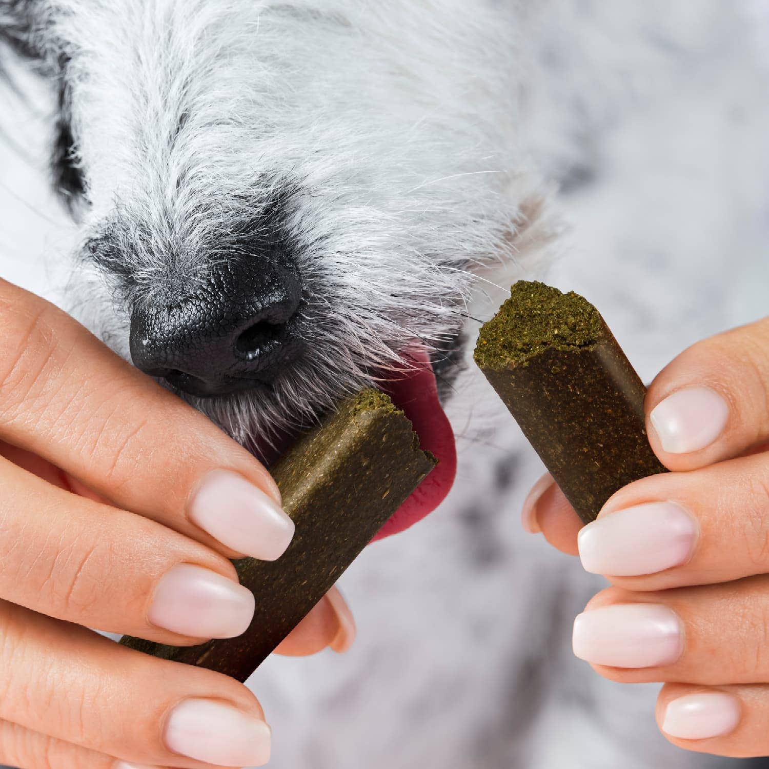 Animagus GmbH – wholesale Pet treats – Dog – Tooth Fairy Sticks - supplement snack for dogs4