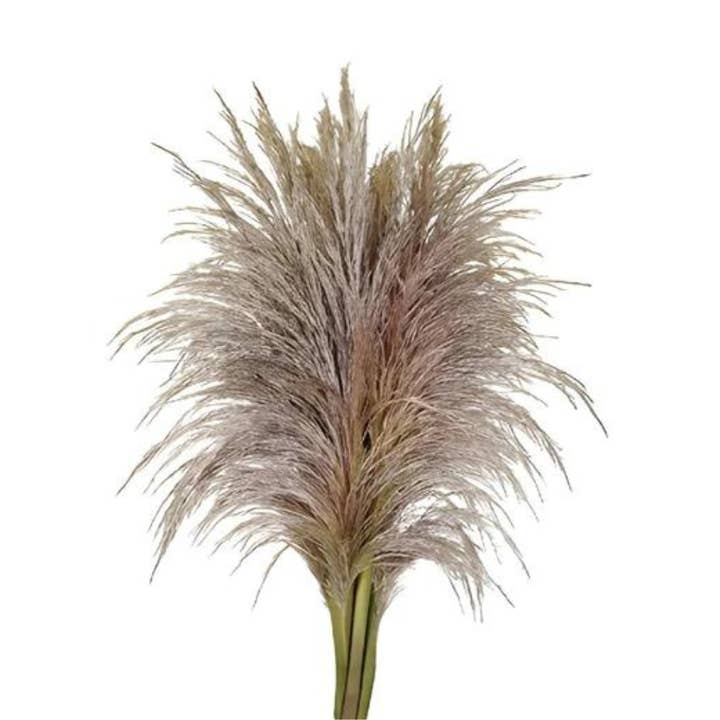 Pampas Grass - Fresh Cut Flowers for wholesale by Metro Flower Market