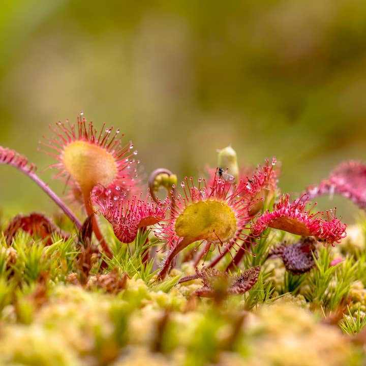 lotusleafaltars - Wholesale Plant seeds - Young Gardener XL Seed Set - With colourful grow guides!13