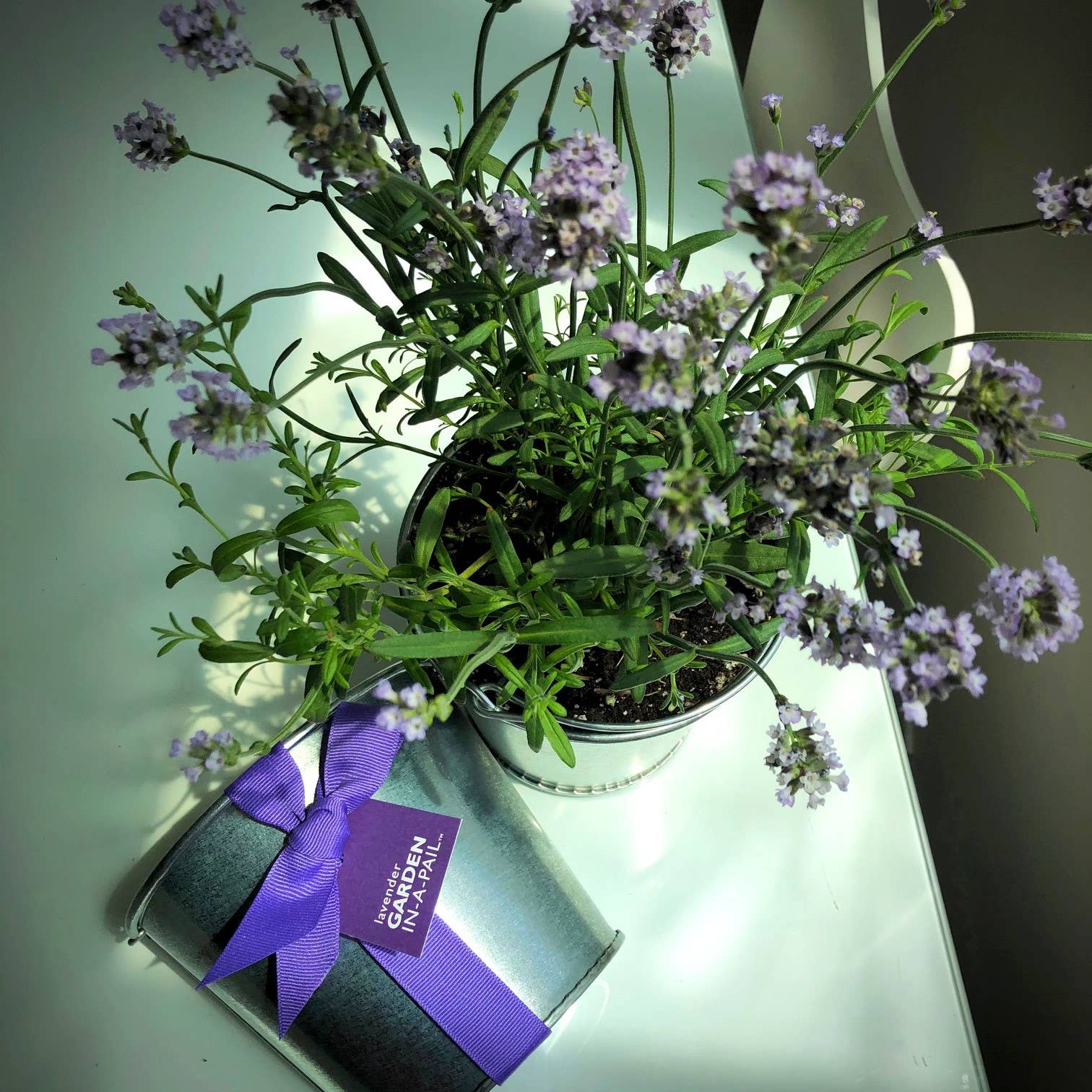 Potting Shed Creations, Ltd. - Wholesale Plant Seeds - Garden in a Pail | Lavender | Calming Spring Gift3