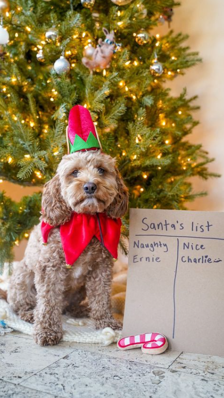 Midlee Designs - Vente Déguisement – chien - Midlee Elfe Chapeau pour chien avec cloche de cou Costume8