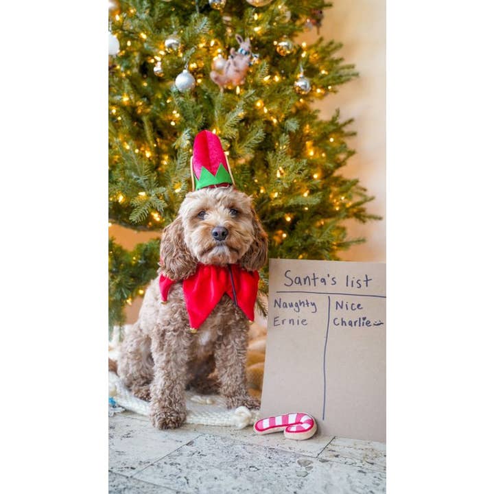 Midlee Designs - Vente Déguisement – chien - Midlee Elfe Chapeau pour chien avec cloche de cou Costume8