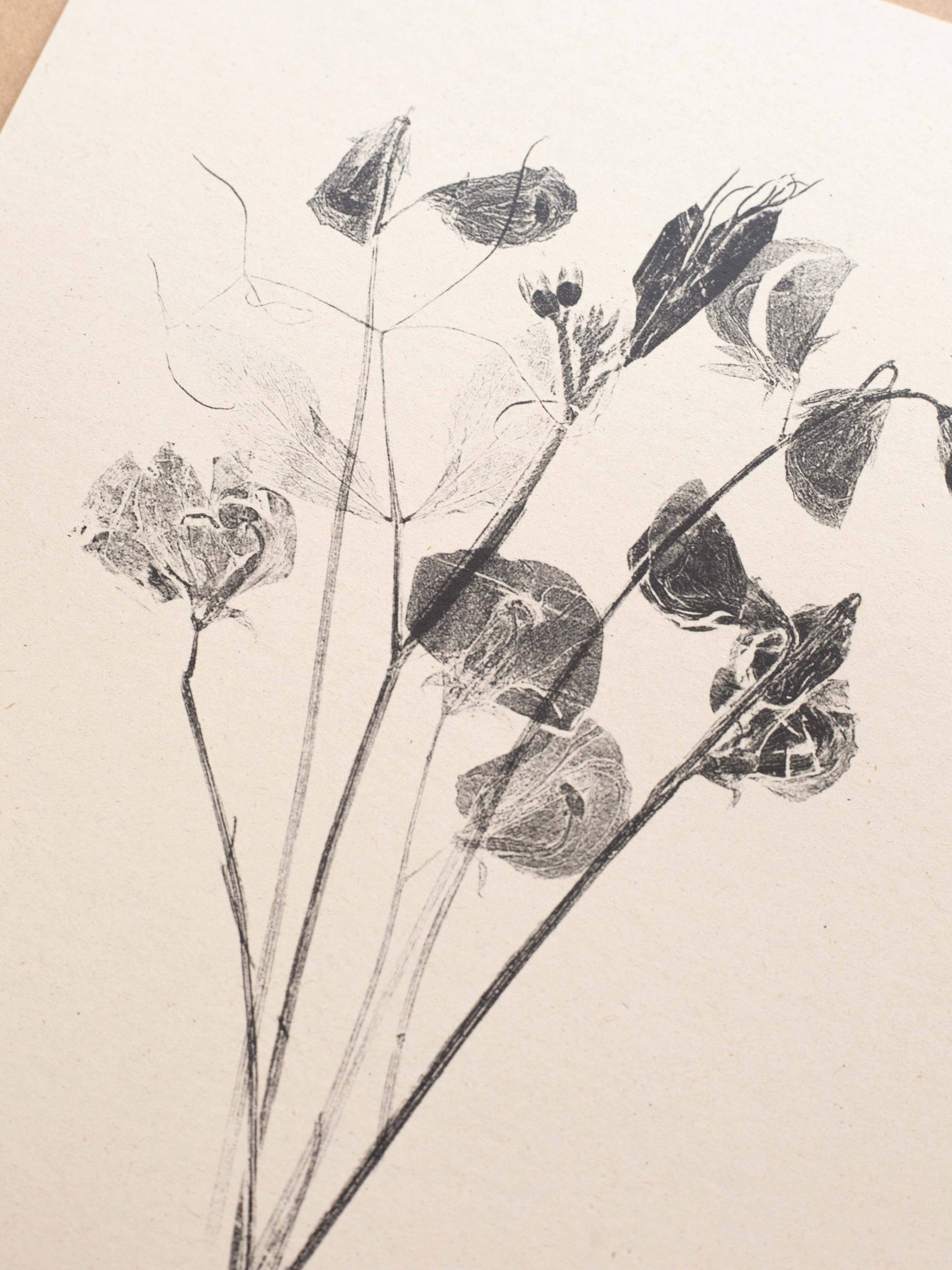 Alicia Breakspear - Wholesale Art Print - Botanical Art Print A5 A4 A3 Sweet Peas Flower Print 5