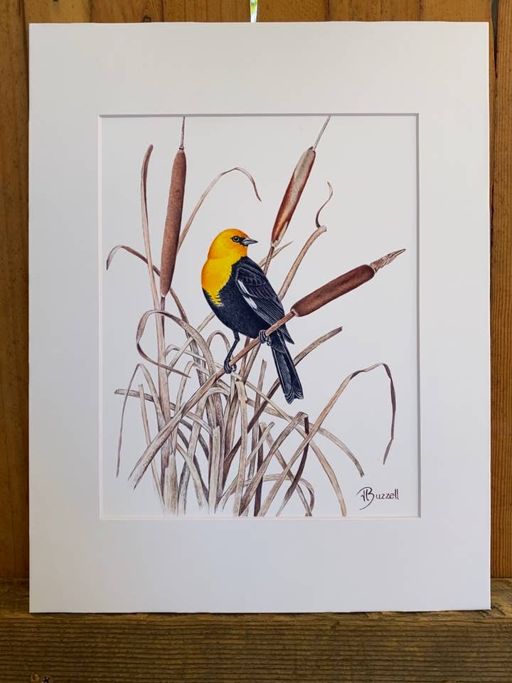 Imprimé de merle à tête jaune, aquarelle unique en son genre pour la vente par Streetlightbirds