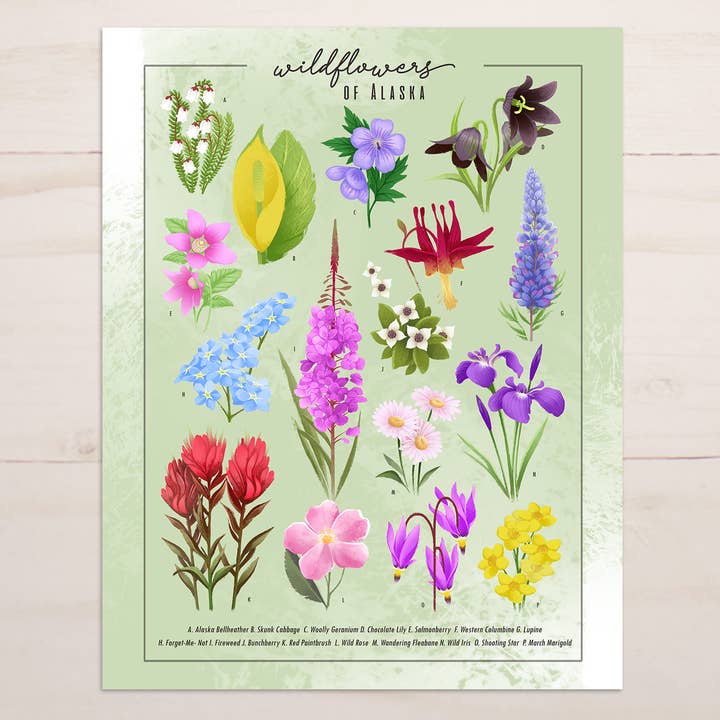 Wildflowers of Alaska || Floral Field Guide Art Print for wholesale by The Snow Finch