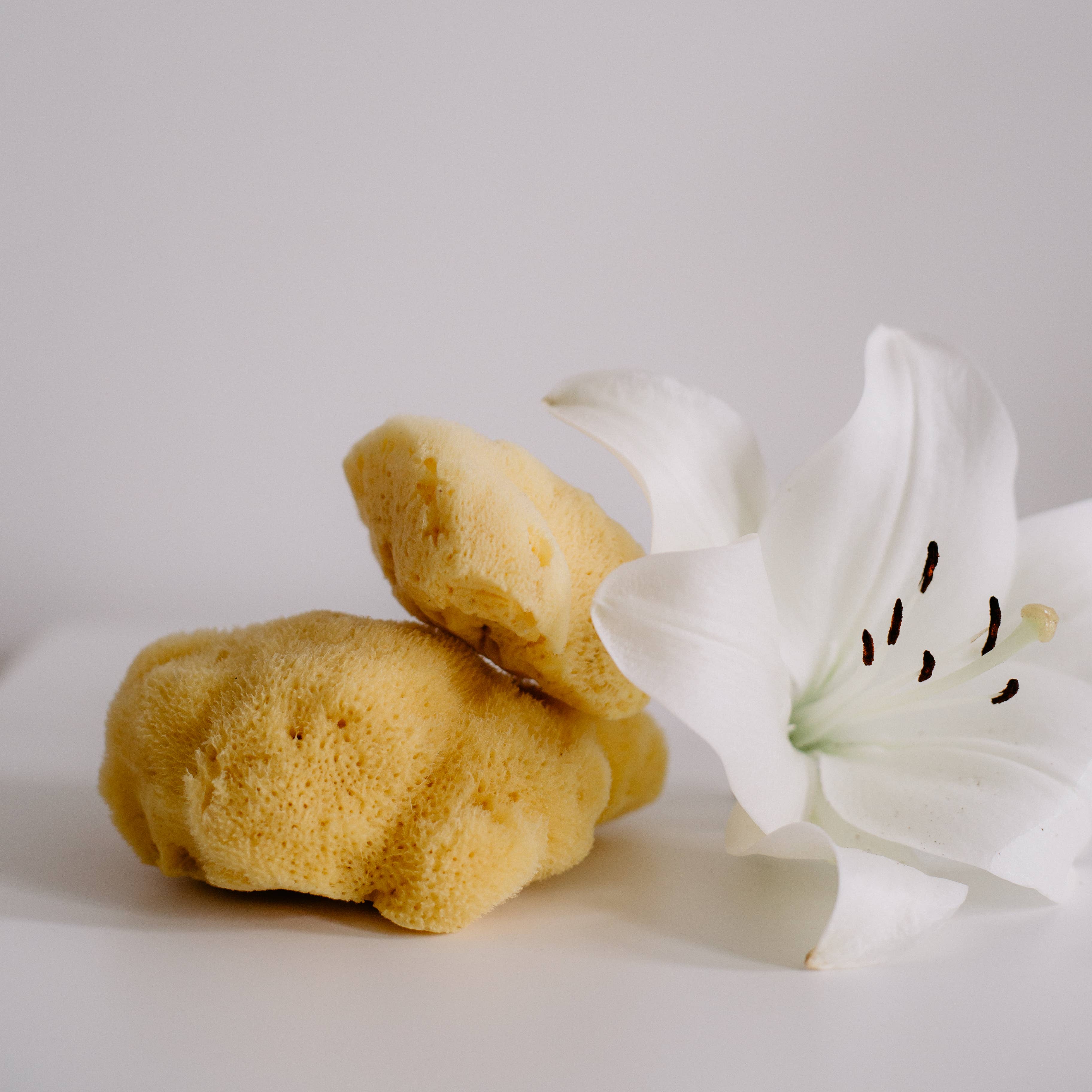 Croll & Denecke - Wholesale Bath Pouf/Sponge - Face sponge natural in gift box, spa sea5