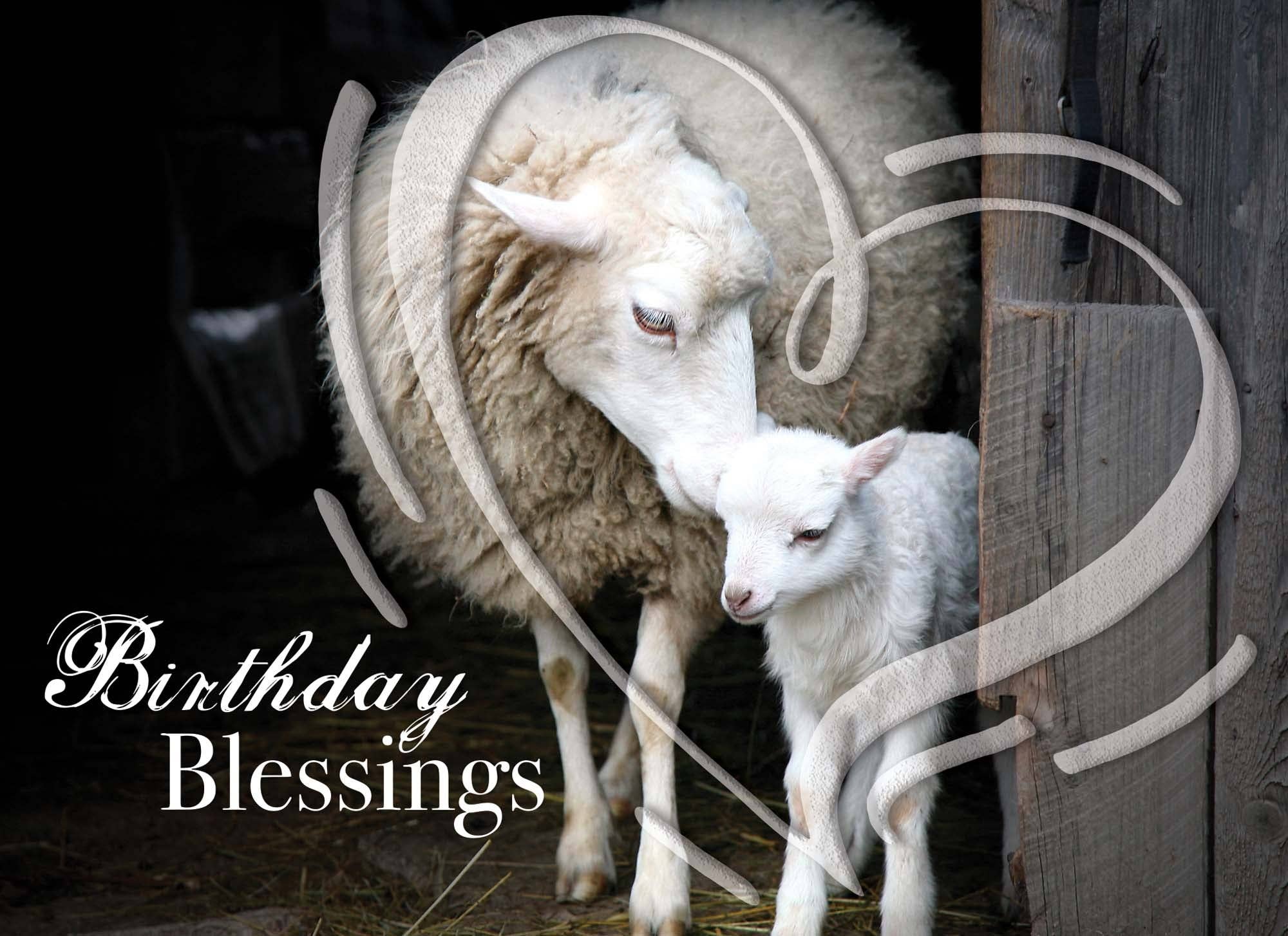 Crown Point Graphics - Wholesale Birthday Card - Celebrations -  48 Assorted Birthday Cards by Shared Blessings20