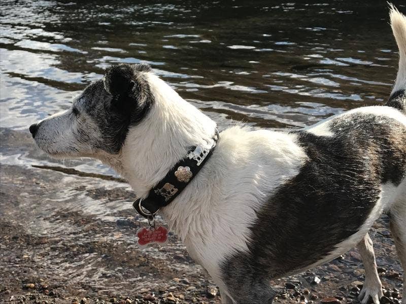 Alpen Schatz - Wholesale Pet Collar - Dog - 1" Small Traditional Swiss Dog Collar4