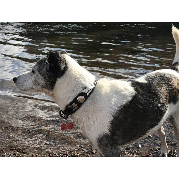 Alpen Schatz - Wholesale Pet Collar - Dog - 1" Small Traditional Swiss Dog Collar4