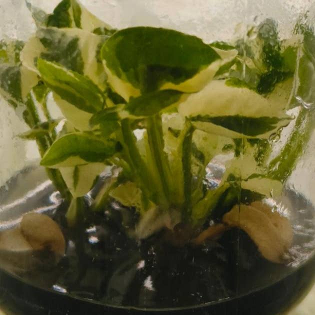 Philodendron "Forest of White" variegated TC Plantlet | Rare Houseplant for wholesale by OrchidBox