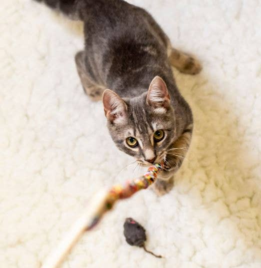 Dr. Pussums Catnip - Wholesale Pet Toy - Cat - Cat Teasers Cat Toys7