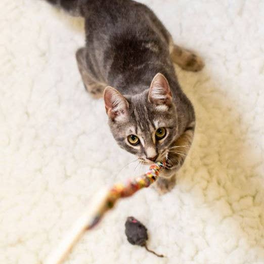 Dr. Pussums Catnip - Wholesale Pet Toy - Cat - Cat Teasers Cat Toys7