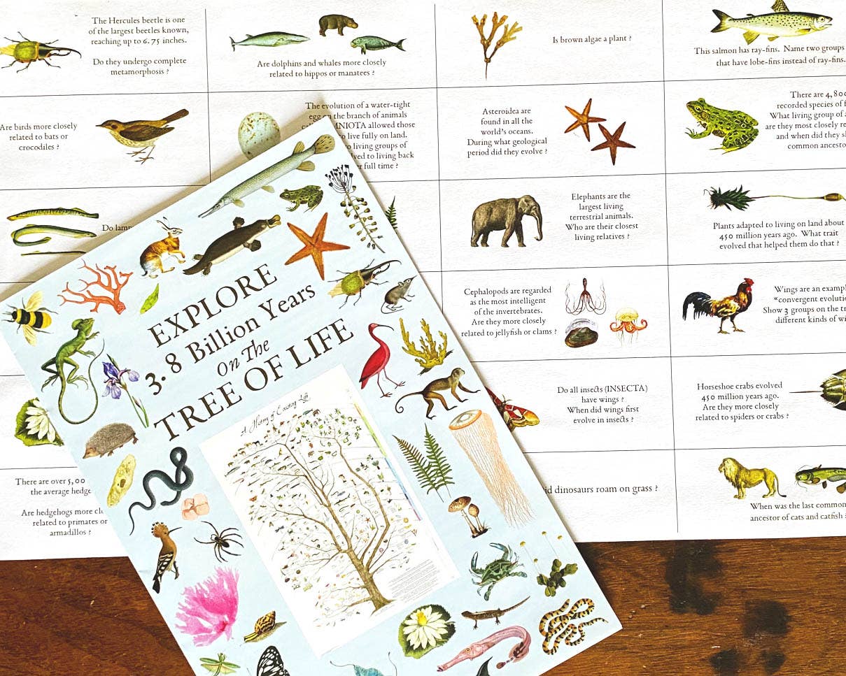 Fairhope Graphics - Wholesale Poster - A History of Existing Life2