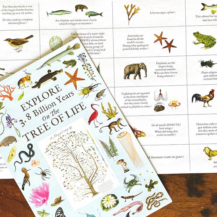 Fairhope Graphics - Wholesale Poster - A History of Existing Life2