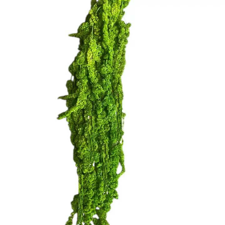 Botanico Ltd. - Wholesale Dried/Pressed Flowers - Amaranthus Preserved2