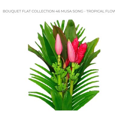 Florasource - Wholesale Fresh Cut Flowers - "Musa Song" LARGE Premium Collection 10 bunches