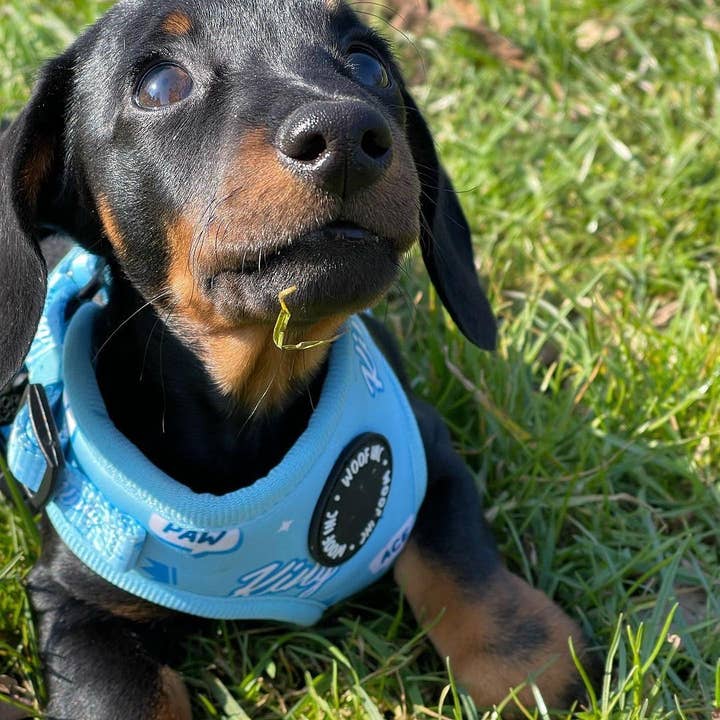 WOOF INC - Wholesale Pet Harness - Dog - King Blue Adjustable Dog Harness6