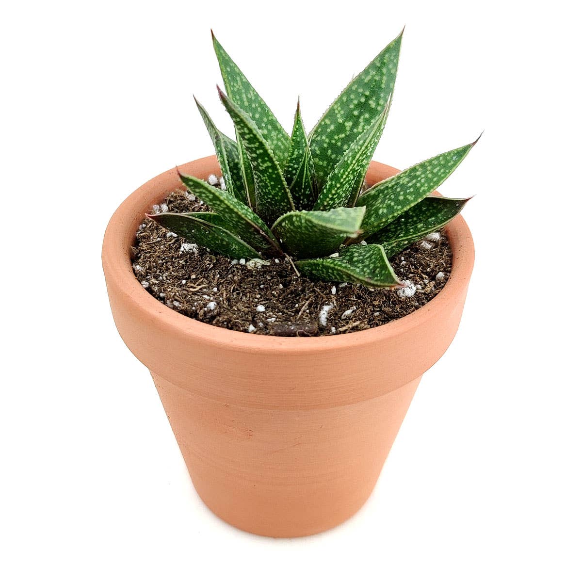 Best Plant Friend - Wholesale Succulent - Gasteria Flow Spike Aloe 2in/4in - Unique Shaped Succulent2