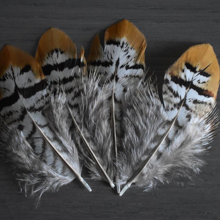 Plumes Naturelles – wholesale Hantverkstillbehör – Fasan fjädrar 6 centimeter