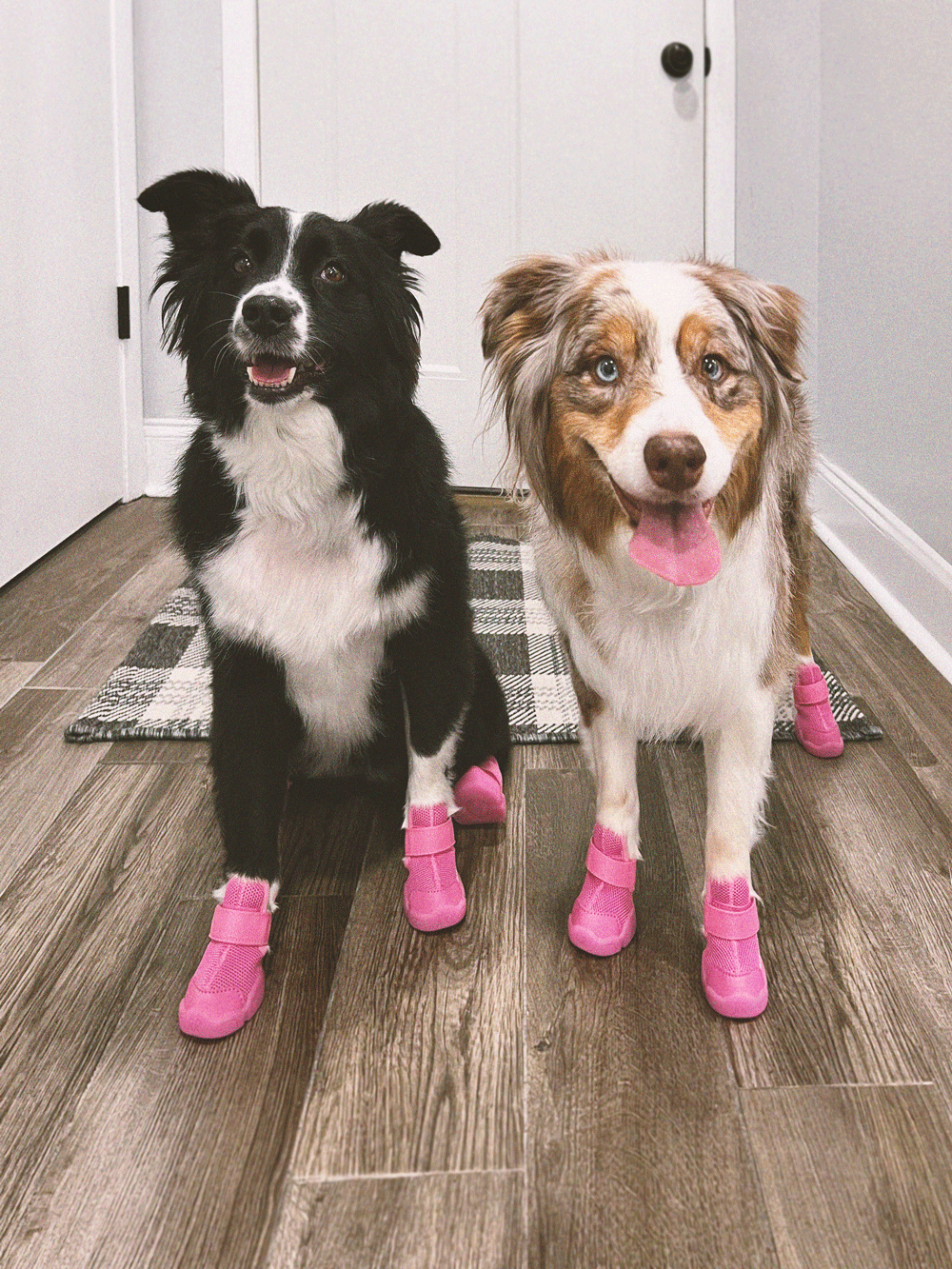 RIFRUF - Vente Bottines – chien - César 134