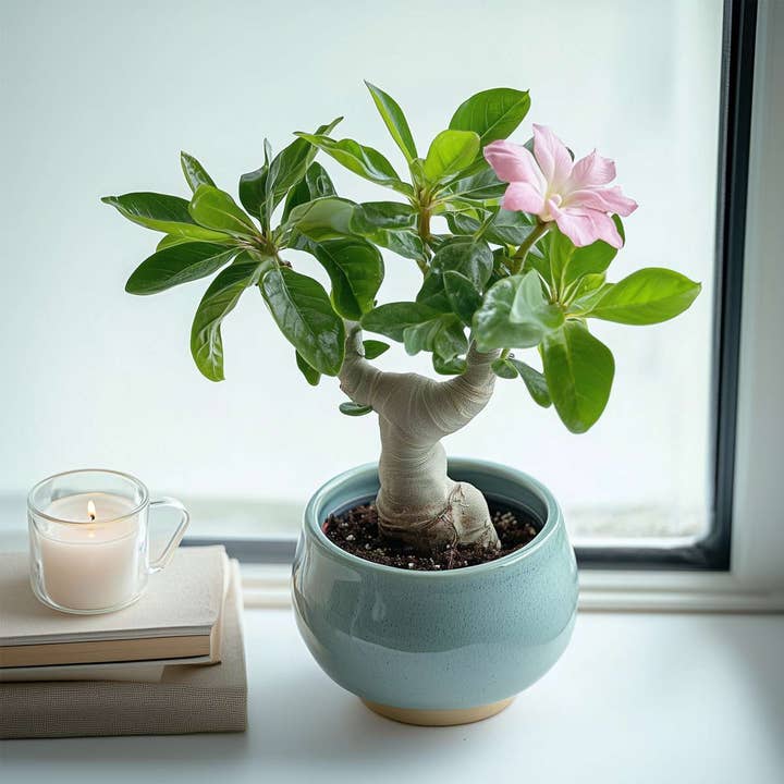 Oasis of Life - Wholesale Live plant - Desert Rose – 4 Plants – Adenium Obesum – Height 25–40cm – Ø11cm – Exotic Houseplant with Pink Flowers – Easy-care Succulent & Sun Lover – Tropical Decoration for Home & Garden1