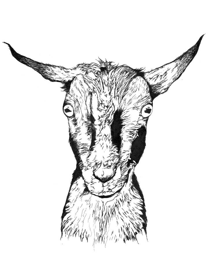 Nigerian Dwarf Goat Art Print for wholesale by Kellie Cooke Art