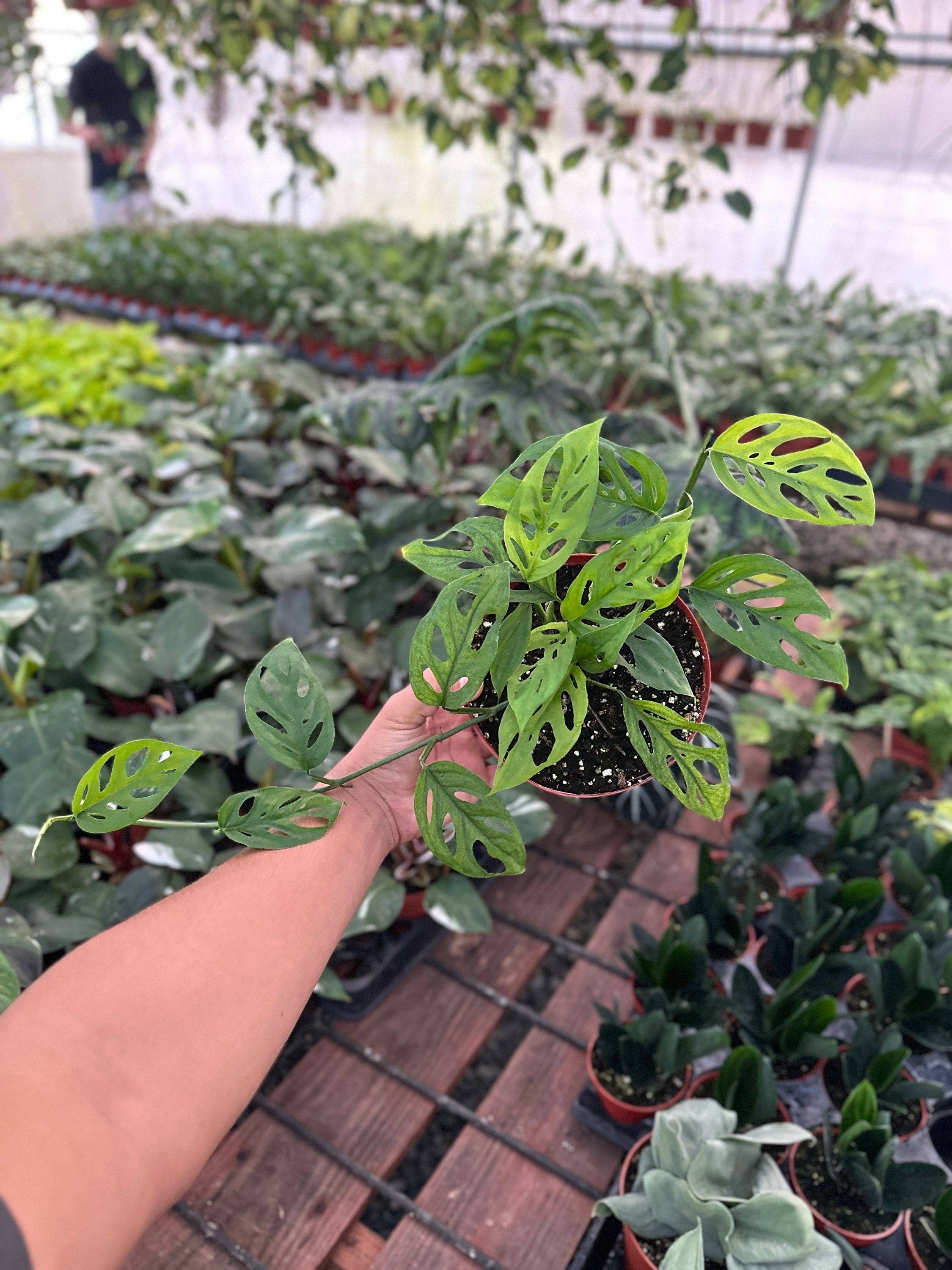 MyPlants LLC - Wholesale Live Plant - Monstera Esqueleto - 6" from MyPlants