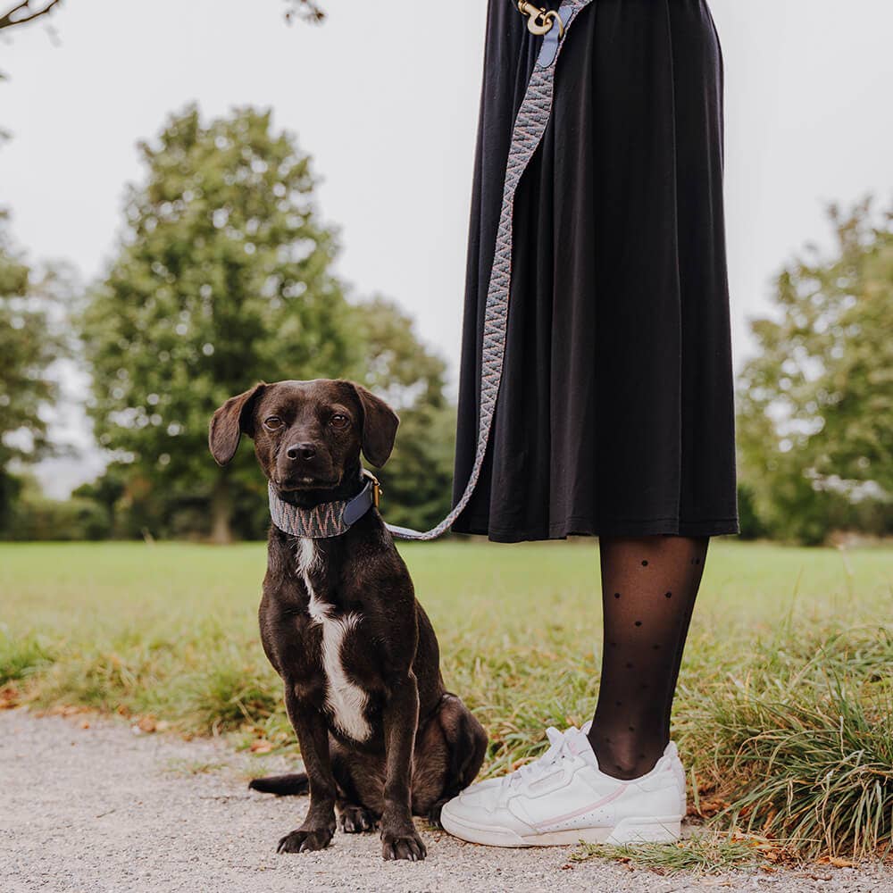 Hey Lana - Wholesale Pet Collar - Dog - Premium padded dog collar7