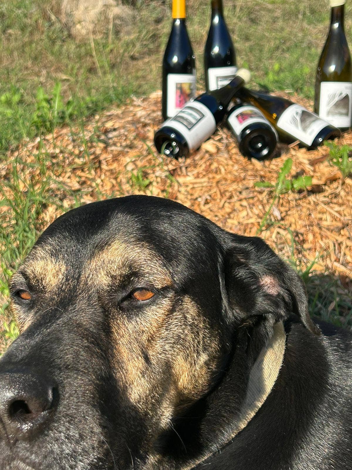 Sebastien M - Wholesale Red Wine - Red story 20207