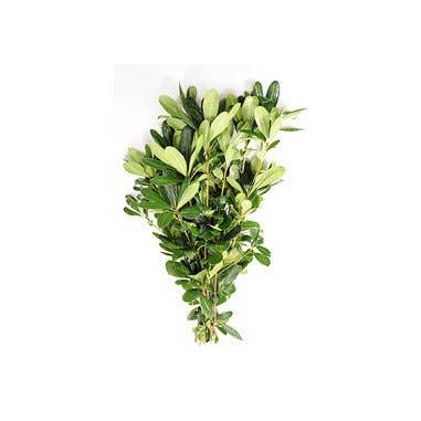 Florasource - Wholesale Fresh Cut Flowers - Pittosporum 5 / 10 / 15 / 20 bunches1