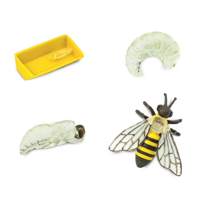 Safari Ltd. - Wholesale Figurine Toy - Kids - Life Cycle Of A Honey Bee - 6227161