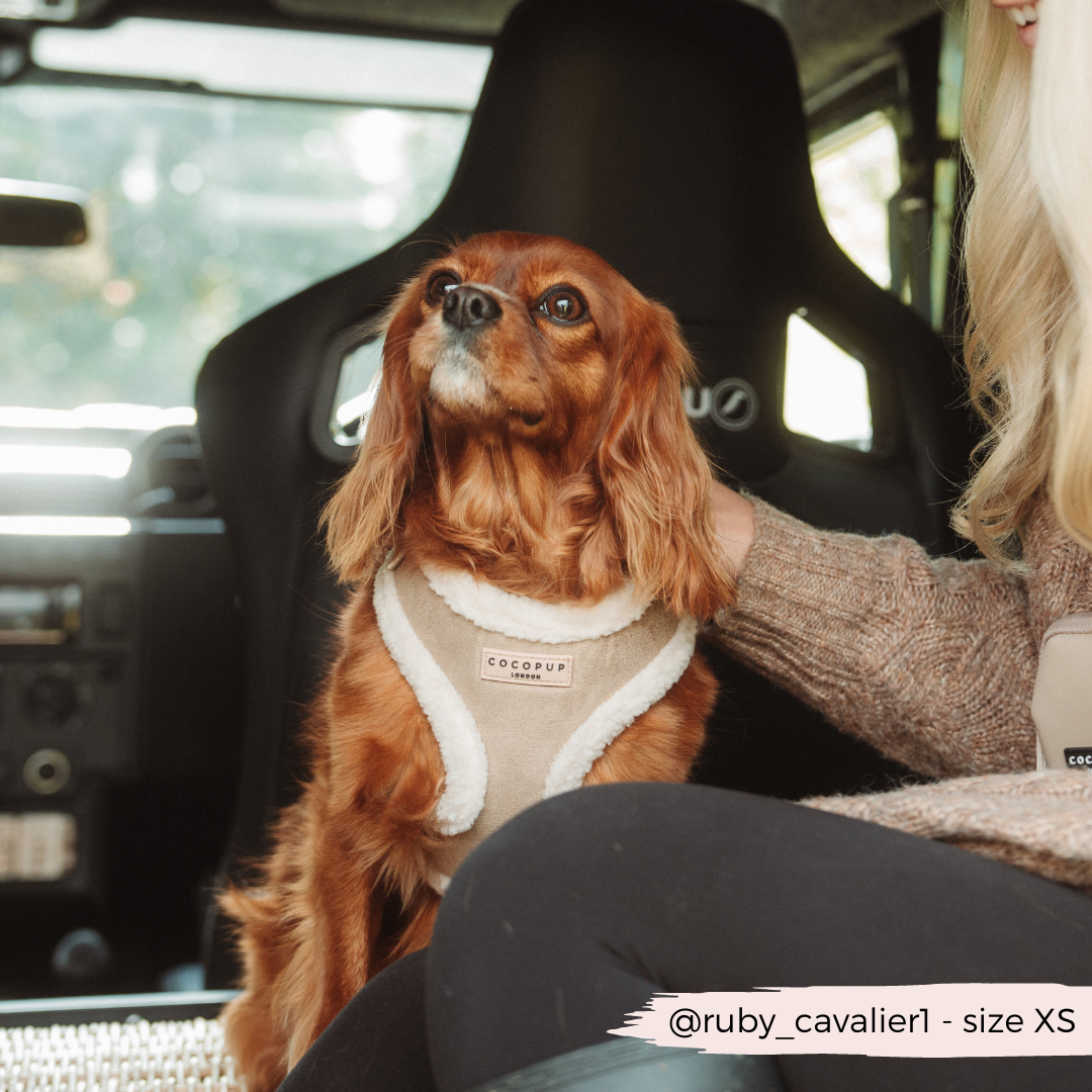 Cocopup London - Wholesale Pet Harness - Dog - Nude Aviator Adjustable Neck Harness8