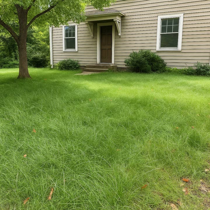 NoMow Velvet | Fine Fescue Grass Lawn Seed Mix - Non GMO for wholesale by Competitive Lawn