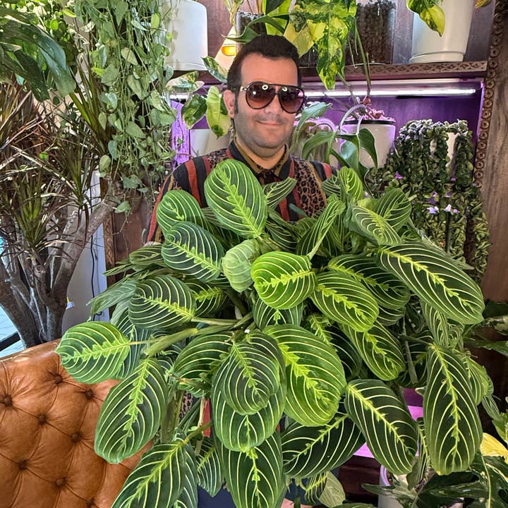 Plant Vault - Wholesale Live Plant - Lemon Lime Maranta (large)1