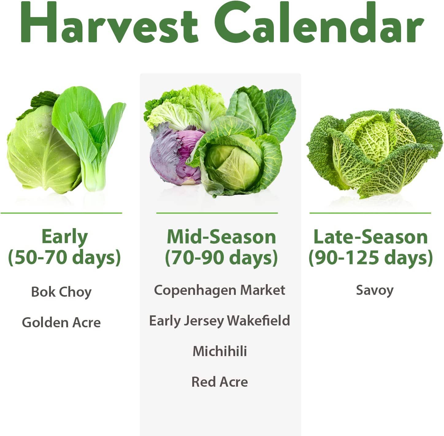 Homegrown Garden - Wholesale Plant Seeds - Non-GMO Vegetable Seeds - 7 Varieties Cabbage Seeds3