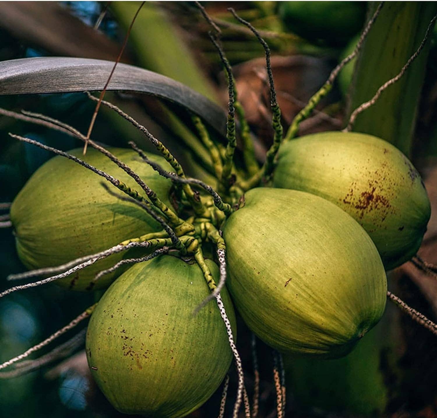 Samskara - Wholesale Cooking Oil - COCONUT OIL | Organic BIO | Cold-pressed Extra Virgin| 500ml3