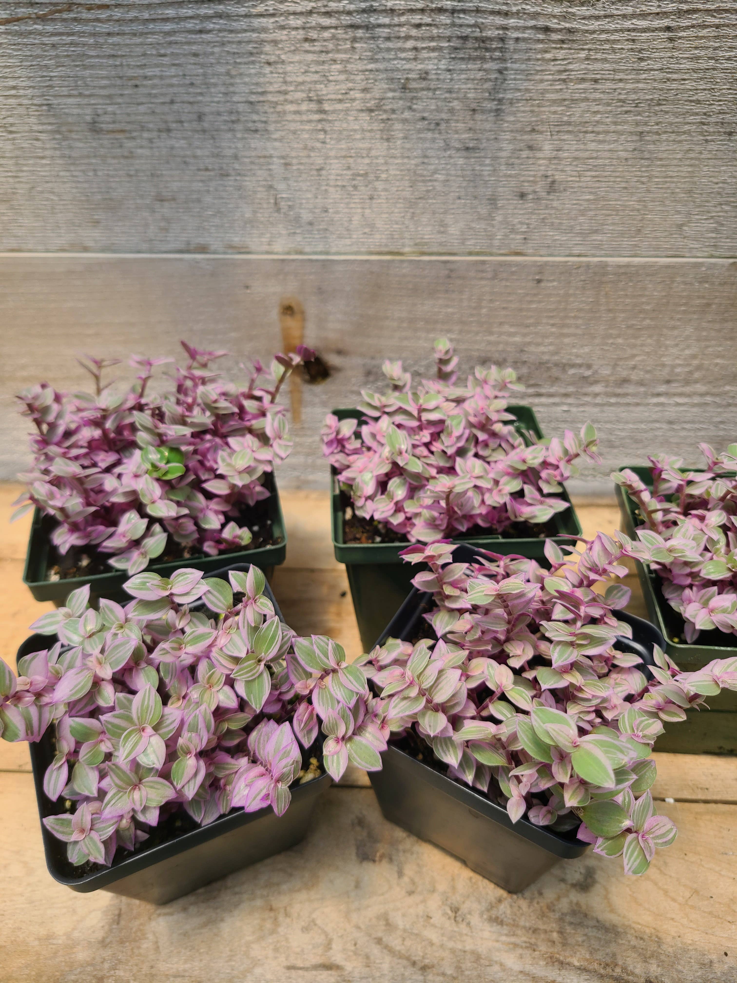 Buzz + Thrive Gardens – wholesale Live plant – Callisia 'Pink Lady'2