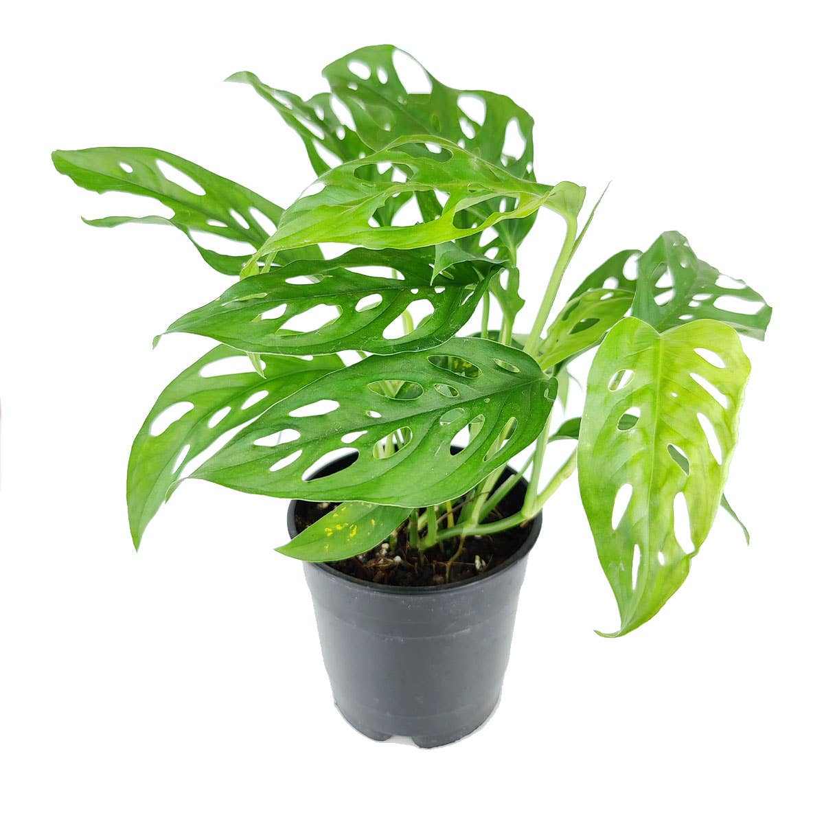 Best Plant Friend - Wholesale Live Plant - Monstera Adansonii 'Swiss Cheese' - Live Plant - 4/6 inch0