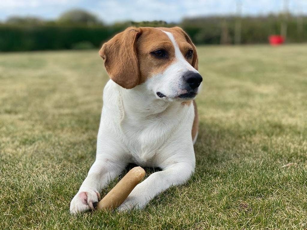 Real Pet Supplies - Wholesale Pet Treats - Dog - K2 Yak Chews TURMERIC Flavour 100% Natural Dog Treats Small1