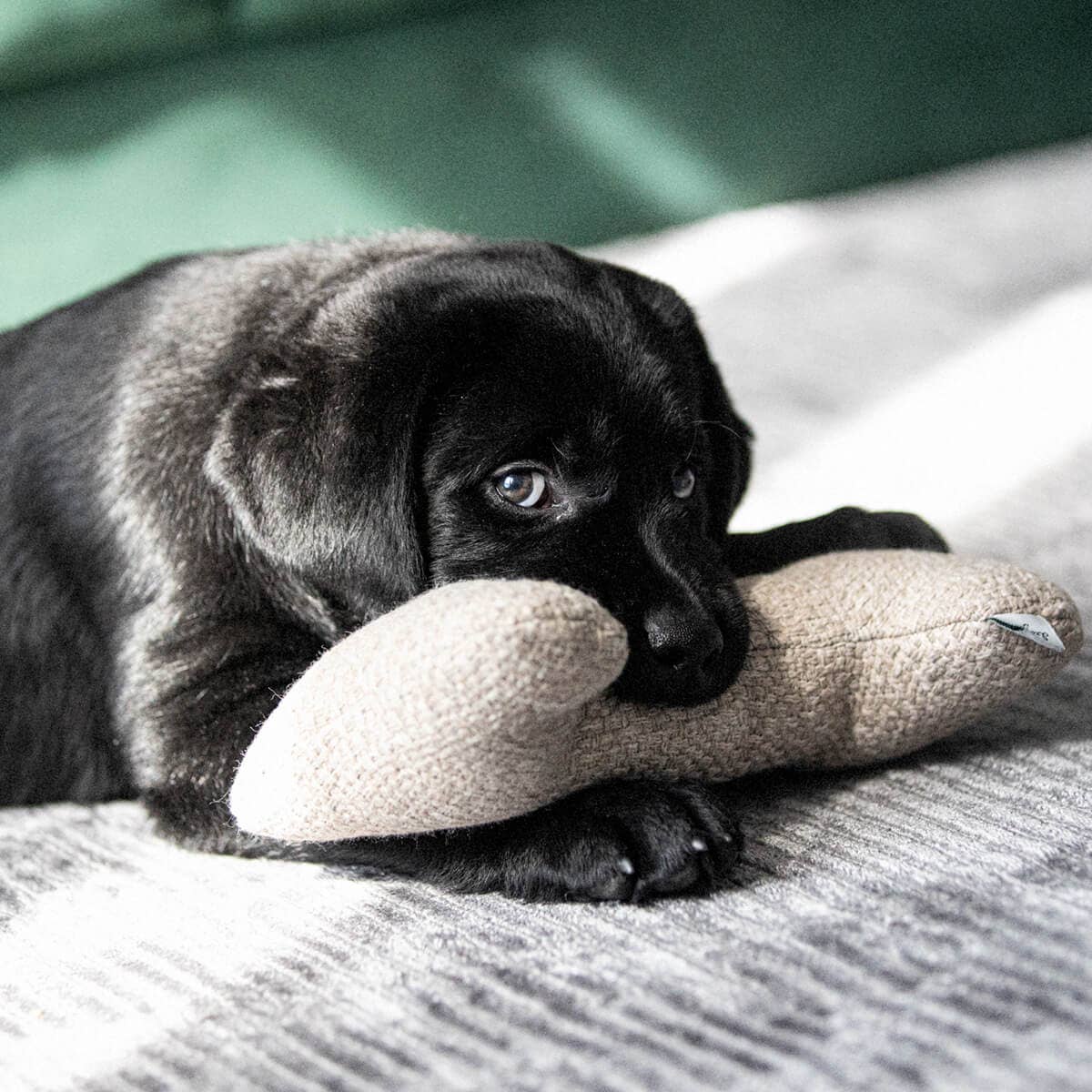 Denjo Dogs - Wholesale Pet Toy - Dog - Dog Toy Pluto Bone Recycled Greige2